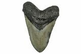 Fossil Megalodon Tooth - North Carolina #351732-1